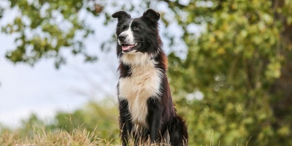 3953-border-collie-raza-mediana