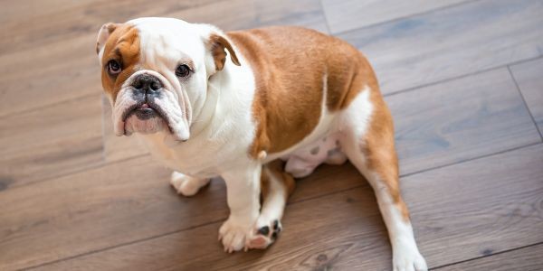 3955-bulldog-ingles-raza-mediano