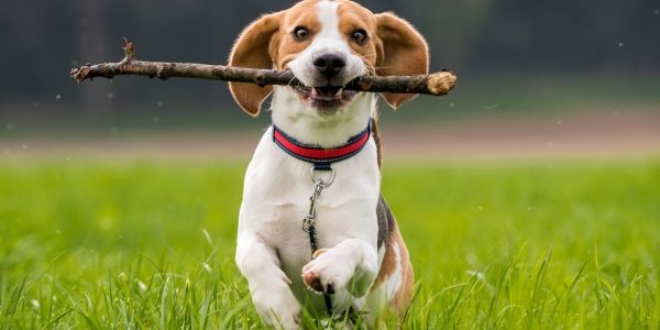 3957-beagle-raza-perro-mediano