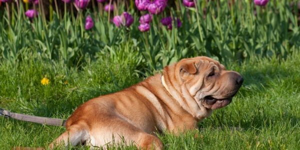 3959-sharpei-raza-perro-mediano