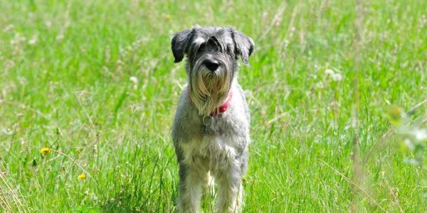 3963-schnauzer-Mediano-raza