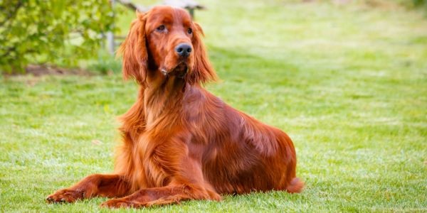 3965-setter-ingles-perro-raza-mediano