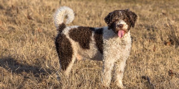 3969-perro-agua-espanol-raza-mediana