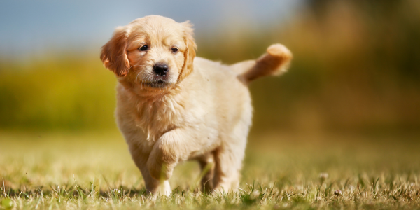 3972-golden-retriever-perro-raza