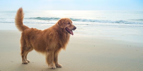 3976-golden-retriever-perro-raza