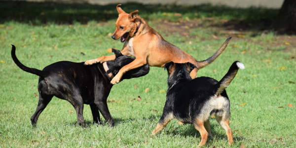 3978-valencia-perro-parques