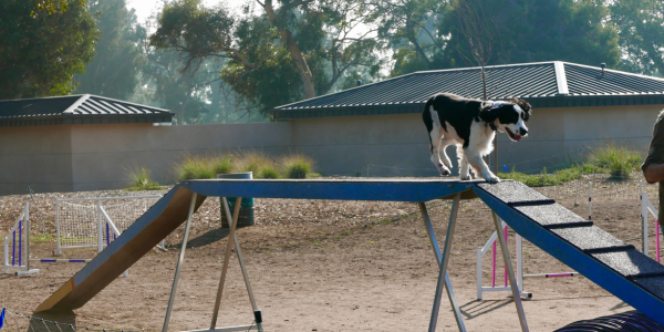 3980-perro-parque-valencia