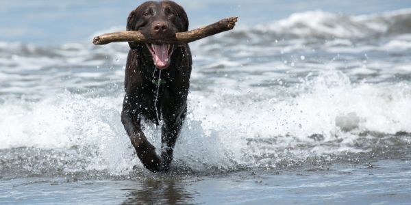 3983-playa-perros-valencia-pinedo