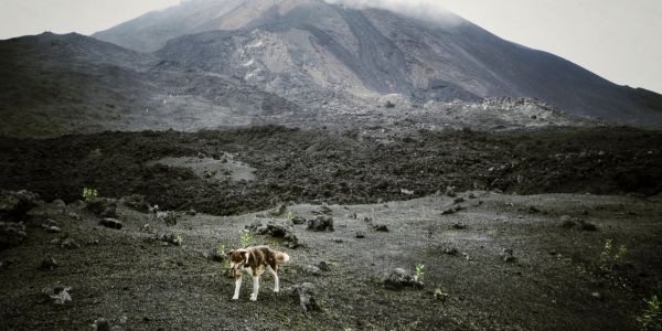 3988-volcan-fuerteventura-con-perro