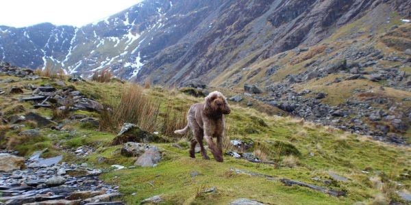 3991-la-rioja-con-perro