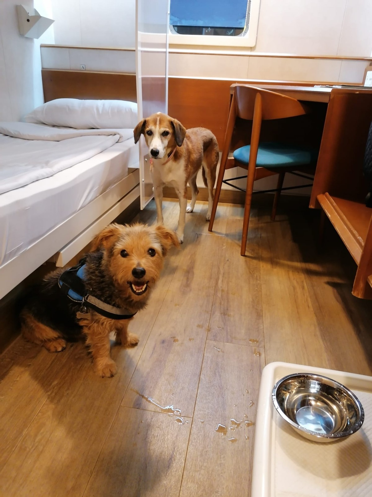 3995-balearia-perros