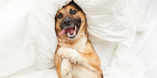 4000-aceite-relajante-perros