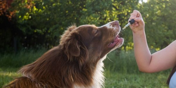 4004-perro-cbd-aceite