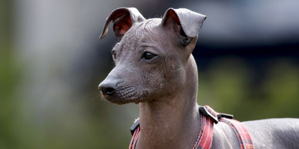 4013-perro-sin-pelo-del-peru