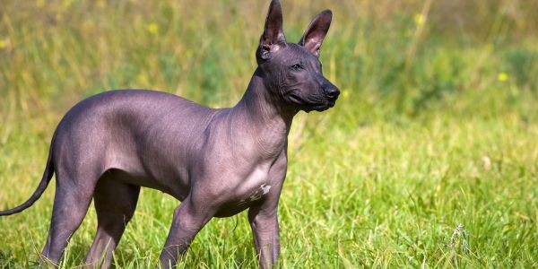 4015-perro-sin-pelo-mexico