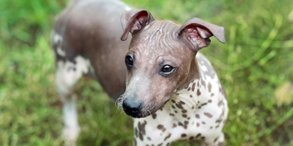 4017-perro-sin-pelo-americano