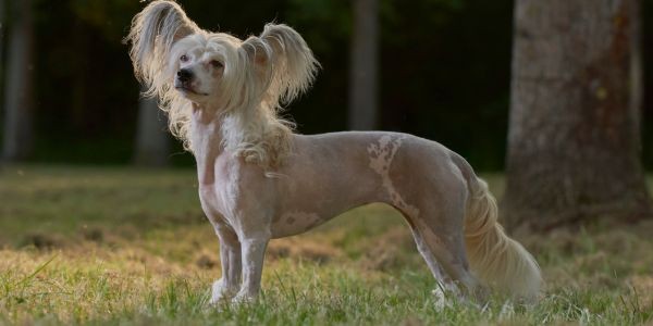 4019-perro-chino-sin-pelo