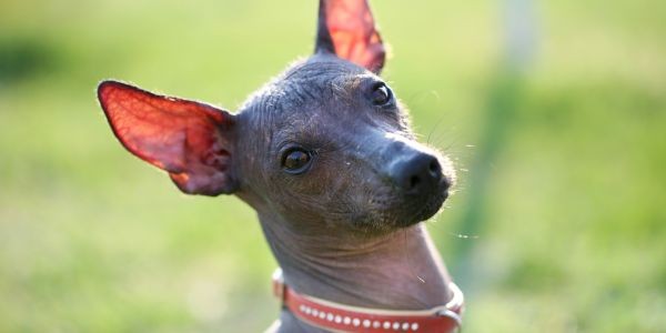 4023-perro-sin-pelo