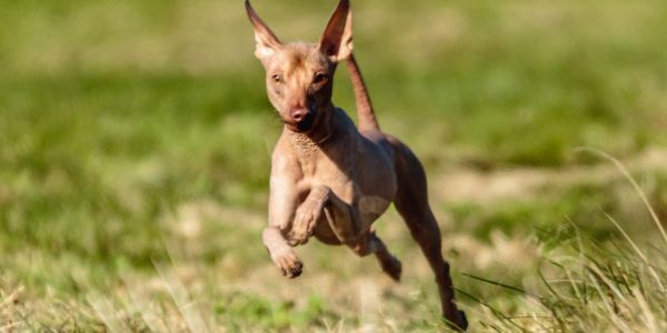 4024-perro-sin-pelo-raza