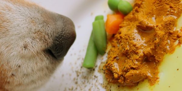 4029-curcuma-para-perros-beneficios-dosis-contraindicaciones
