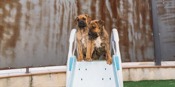 4032-alano-espanol-raza-perro