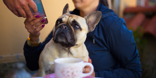 4043-bares-y-restaurantes-dog-friendly-en-alicante