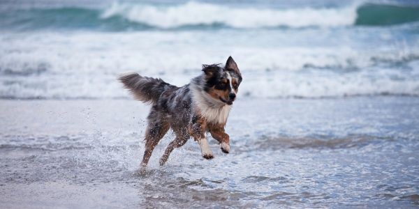 4060-matalascanas-con-perro