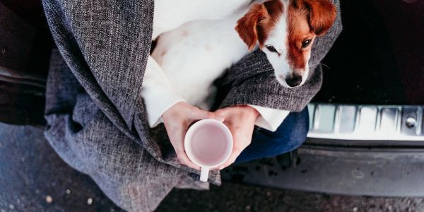 4066-perro-viajando-en-coche