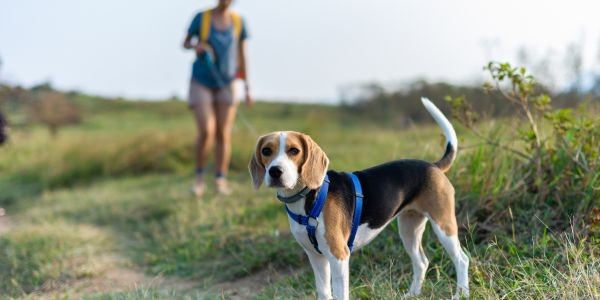 4071-escapada-la-rioja-con-perro