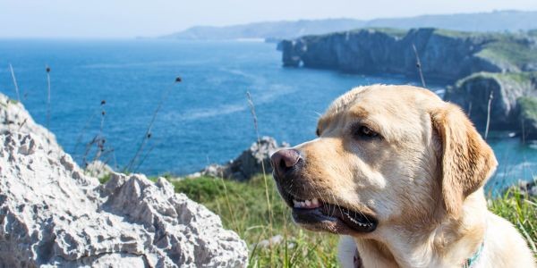 4094-semana-santa-con-perro