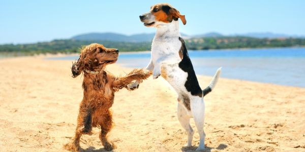 4098-mazarron-con-perro