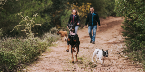 4112-rutas-senderismo-perros-gijon