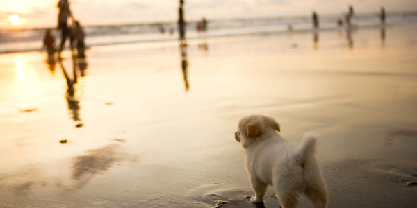4114-playa-gijon-perros