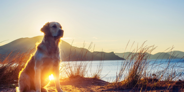 4121-chiringuitos-playa-matalascanas