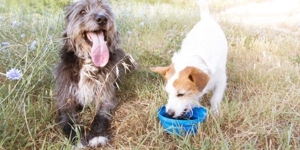 4123-golpe-calor-perro