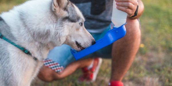 4127-perro-bebedero-viaje