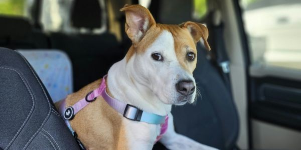 4133-perro-estresado-en-el-coche