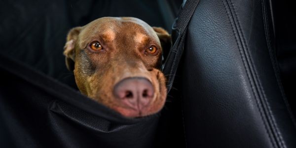 4140-perro-coche-viaje