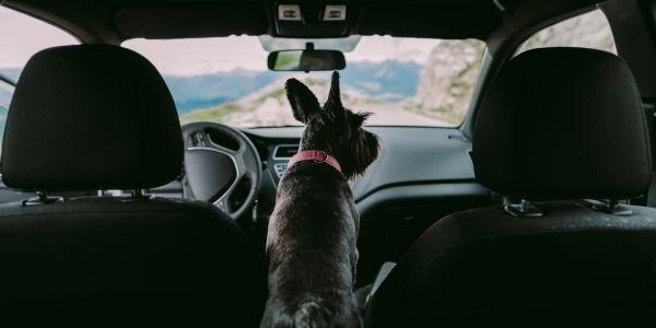 4142-perro-viajando-en-coche