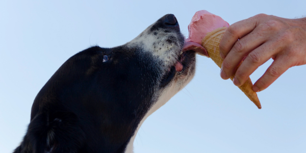 4153-comida-fresca-para-verano-perros