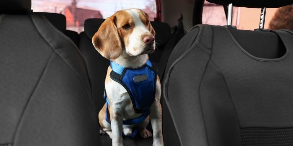 4171-pelos-perro-en-coche