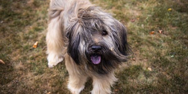 4184-GOS-ATURA-CATALAN-RAZA-PERRO