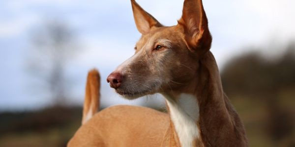 4191-PODENCO-CANARIO-RAZA-PERRO