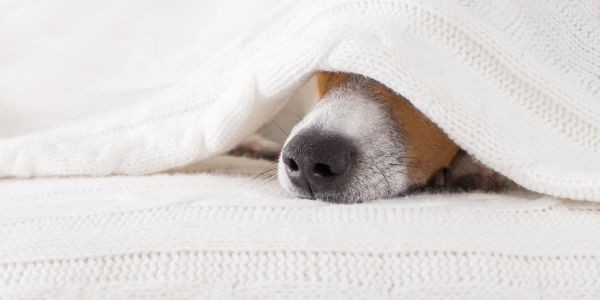 4210-perro-senales-dolor