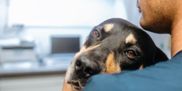 4211-perro-dolor-causas
