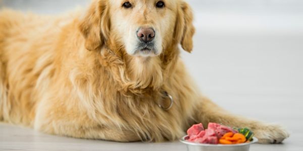 4224-omega-3-para-perros-dieta