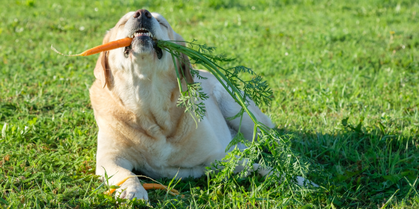 4230-perro-comiendo-zanahora