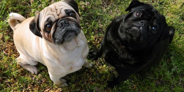 4248-bulldog-ingles-raza-mediano