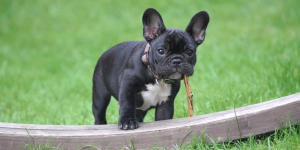 4249-bull-dog-frances