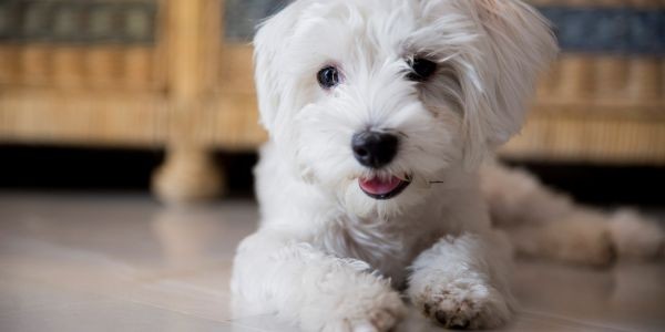 4250-bichon-maltes